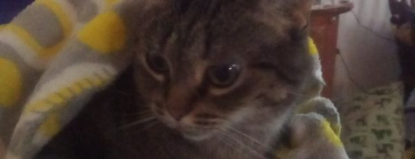 Demons Saving Animals