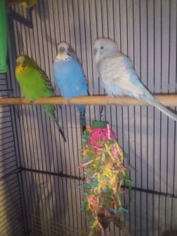 Demons Saving Animals