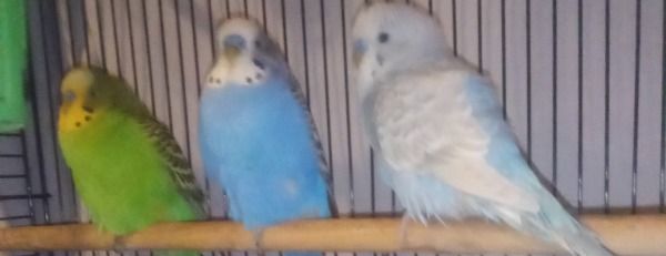 Demons Saving Animals