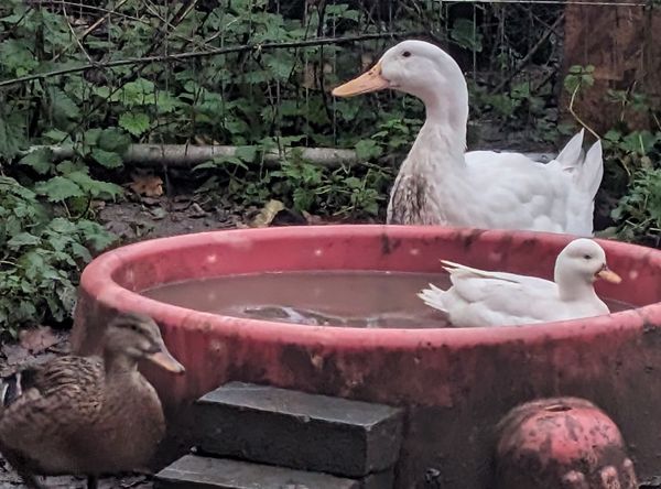 Sallys duck rescue