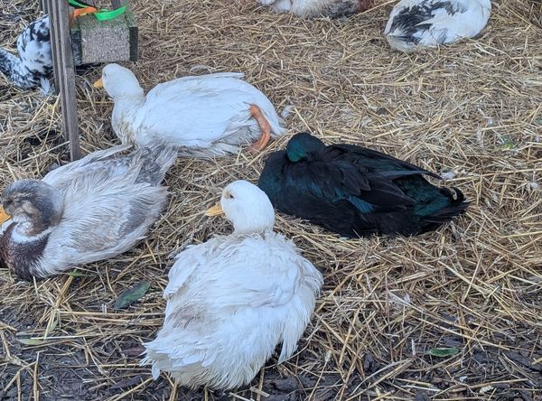 Sallys duck rescue