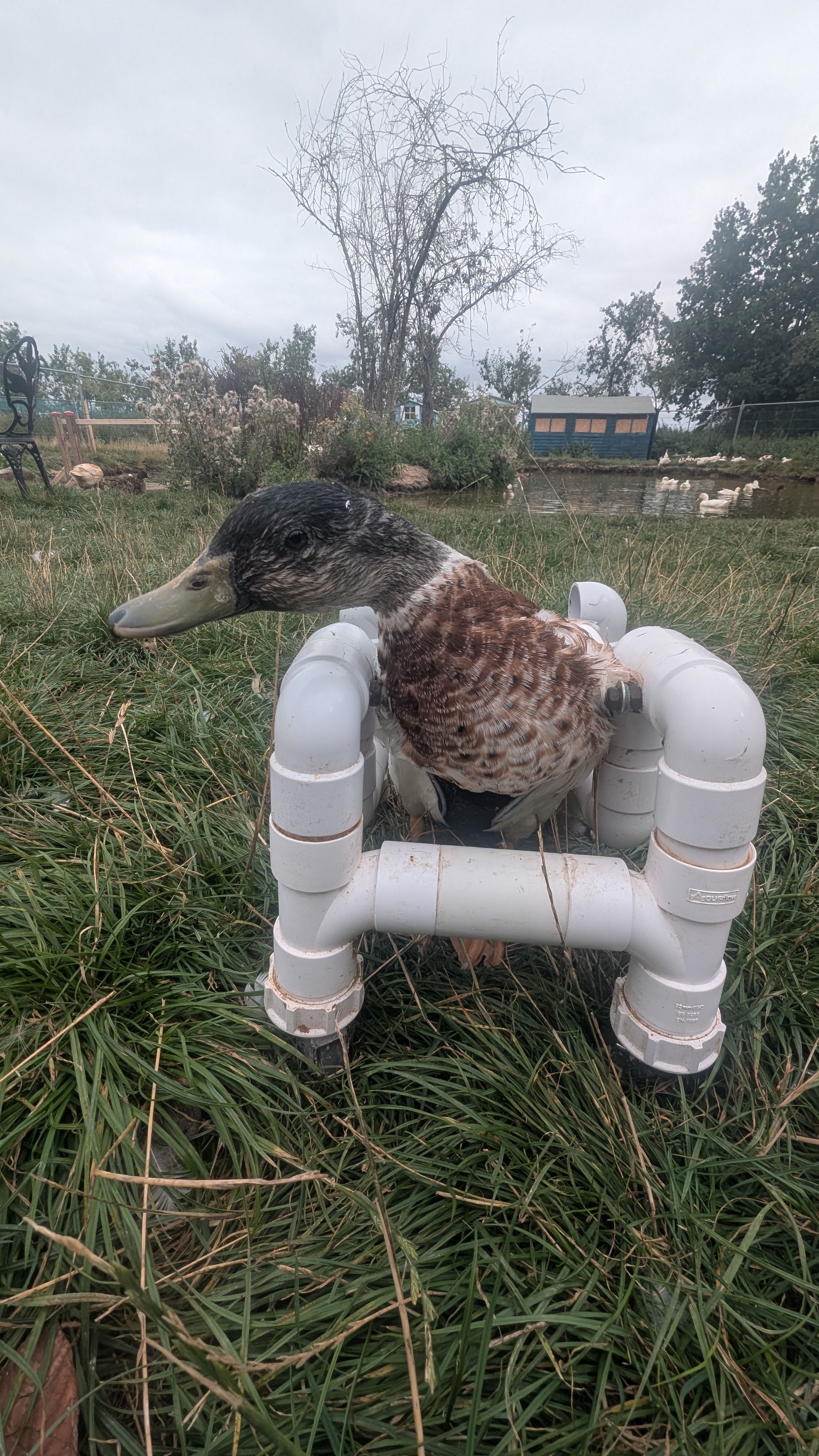 Sallys duck rescue