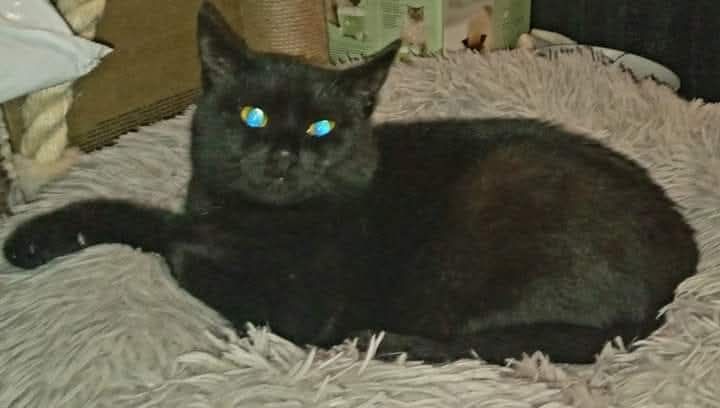 Barts Legacy Cat Sanctuary