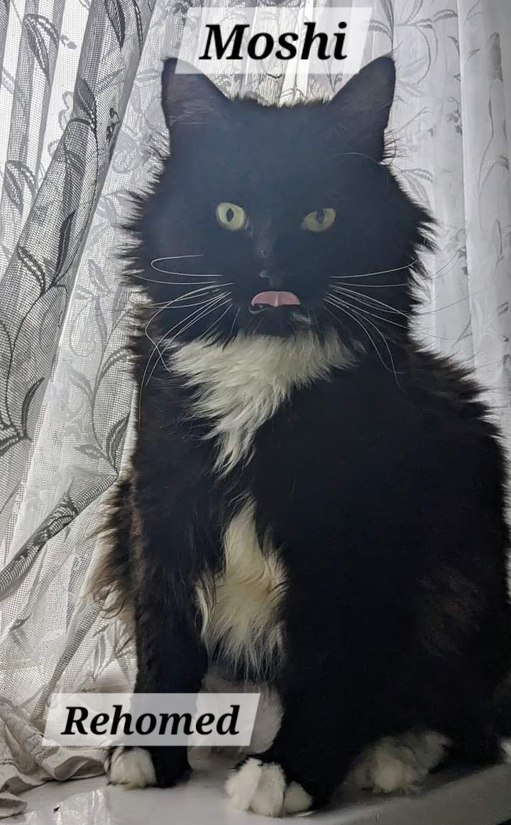 Barts Legacy Cat Sanctuary