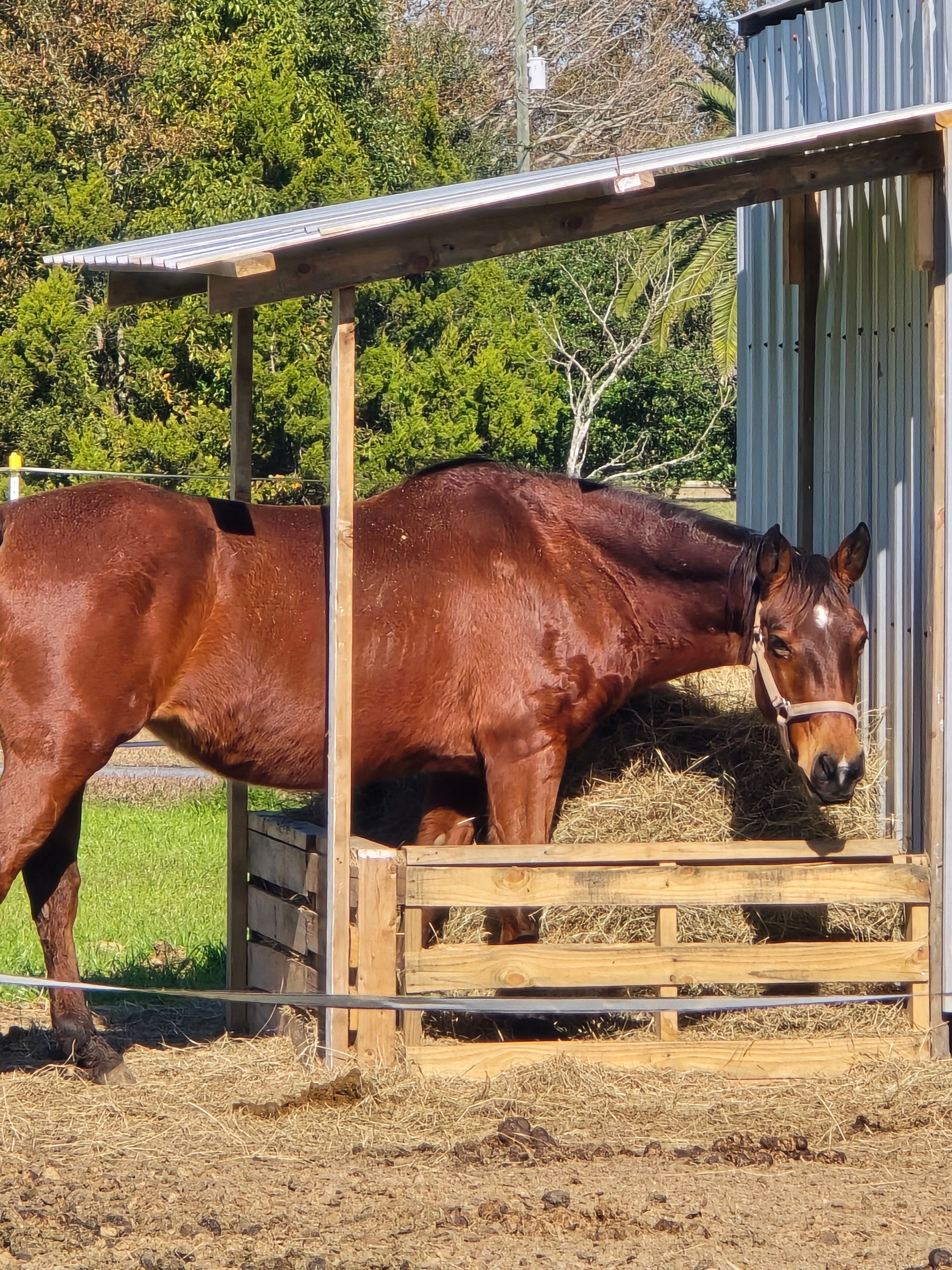 Redeeming Faith Ranch Rescue, Rehab & Adoption