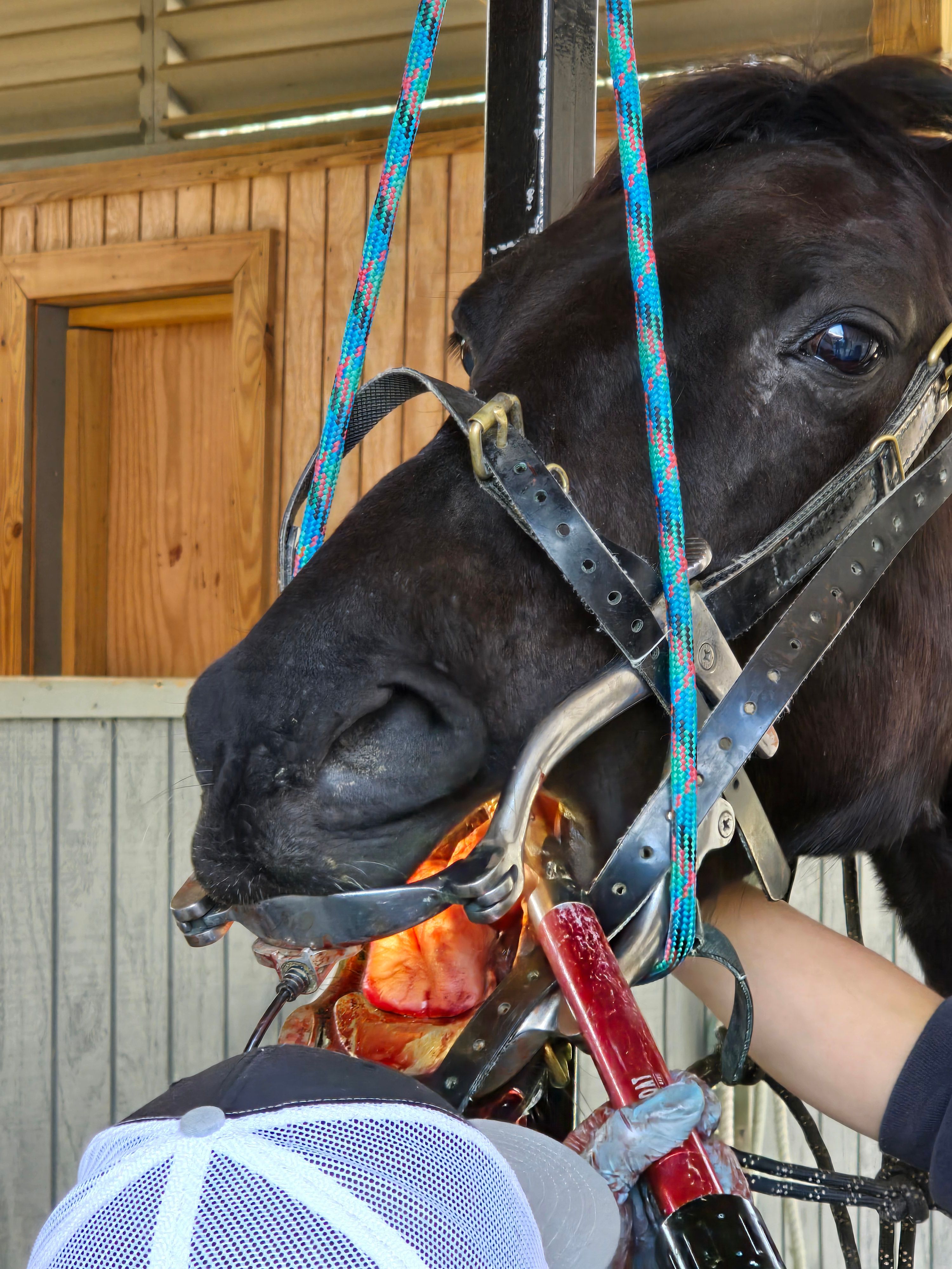 Redeeming Faith Ranch Rescue, Rehab & Adoption