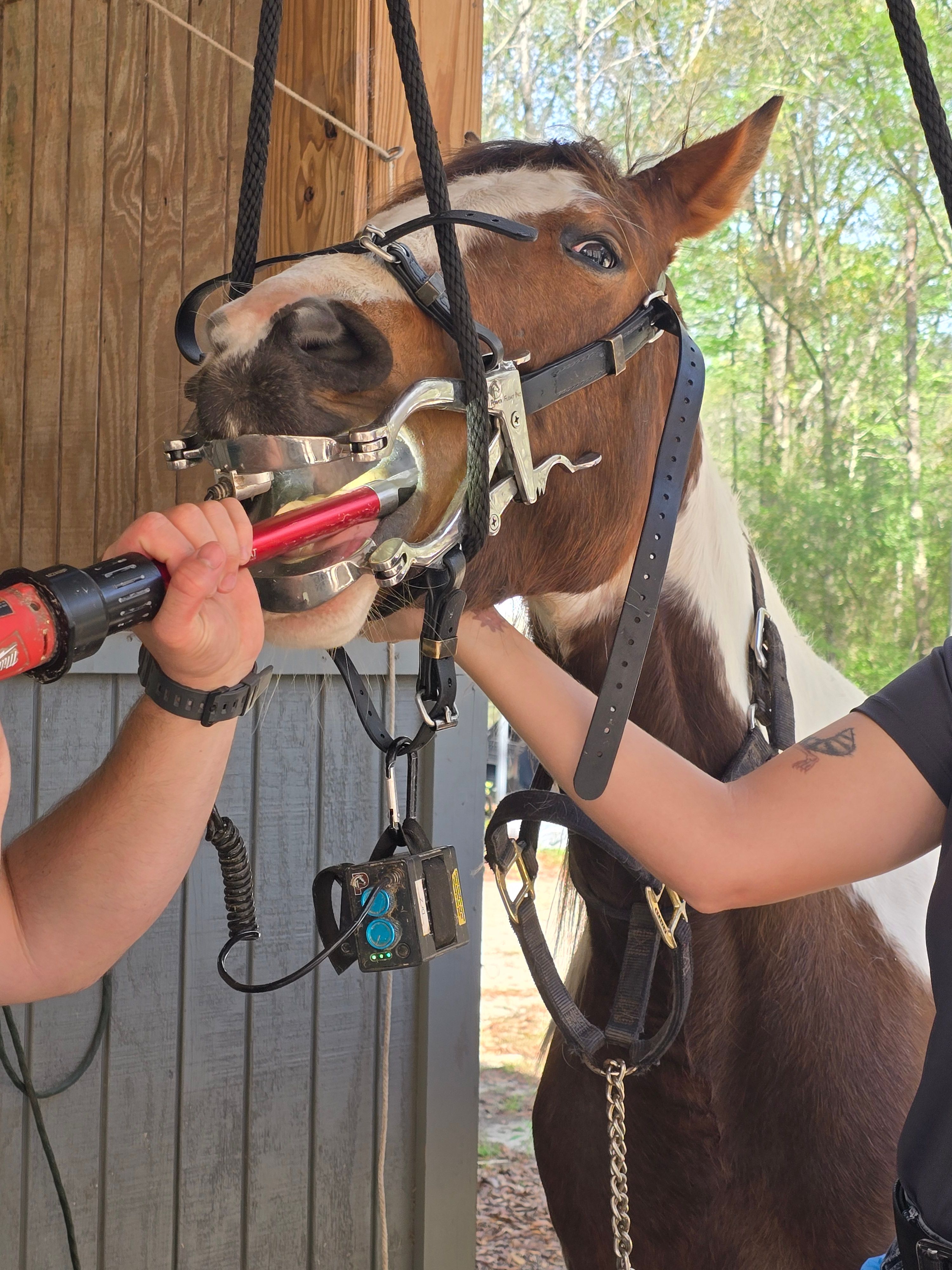 Redeeming Faith Ranch Rescue, Rehab & Adoption