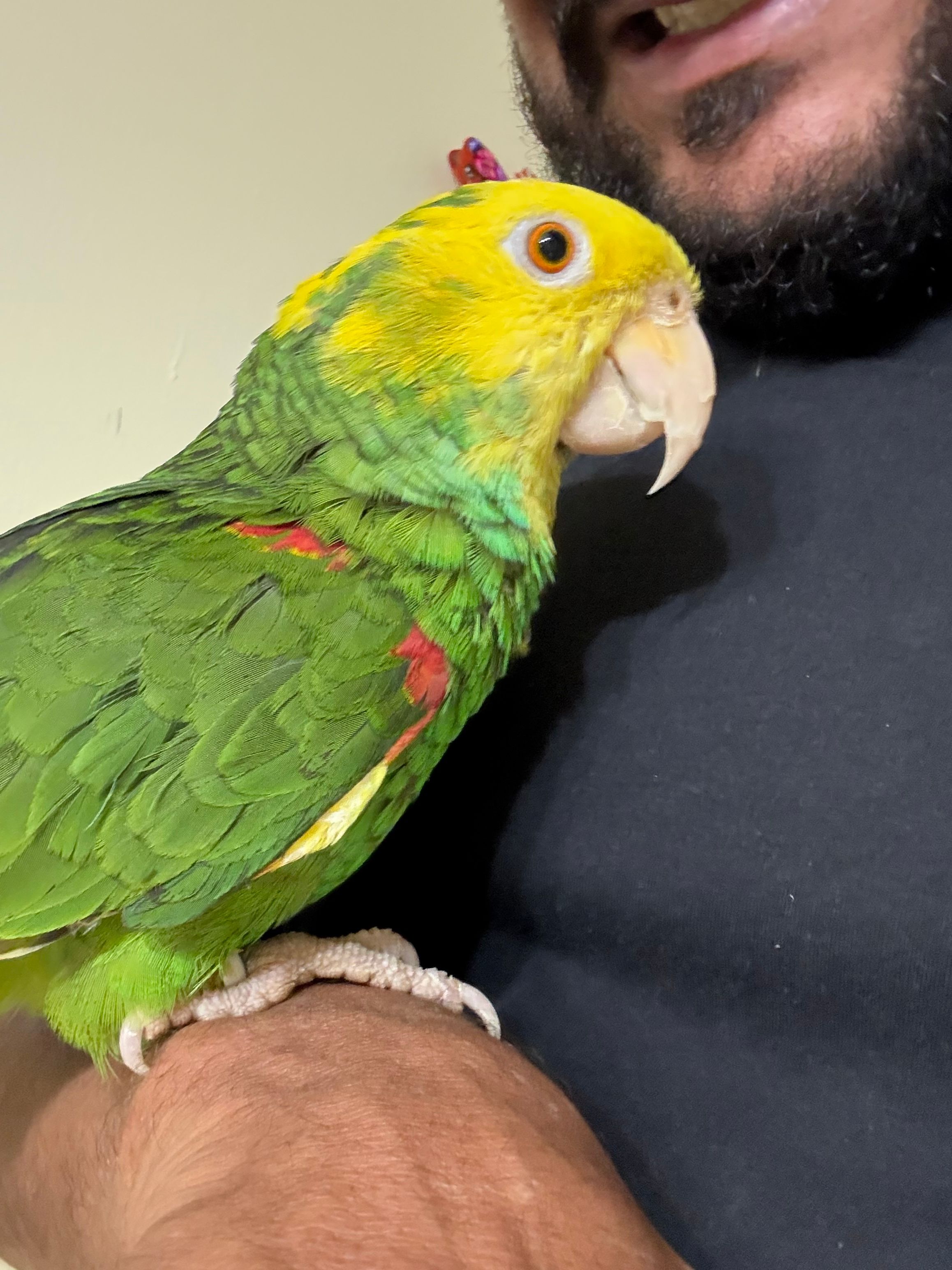 Central Florida parrot sanctuary and parrot rescue