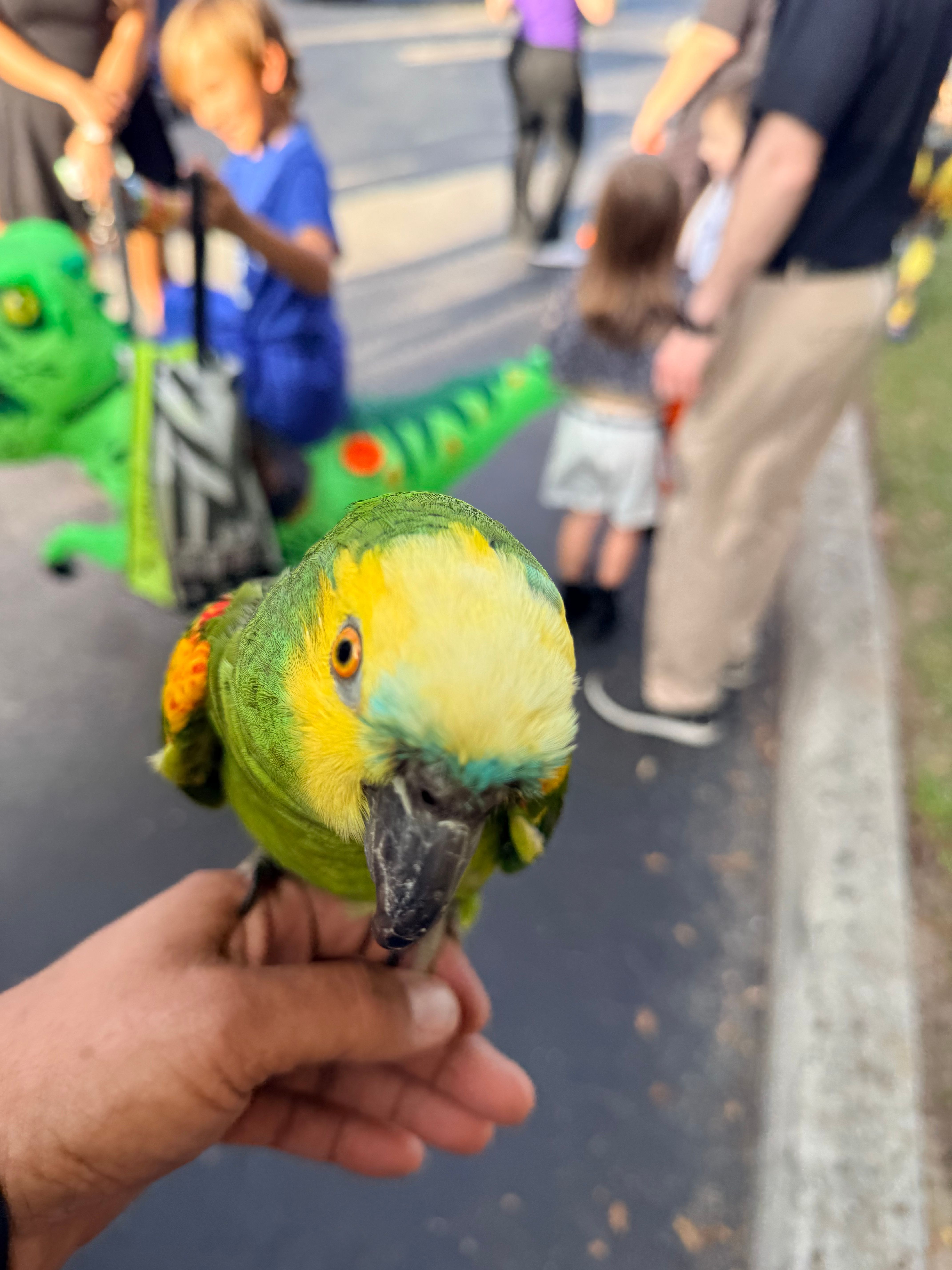 Central Florida parrot sanctuary and parrot rescue