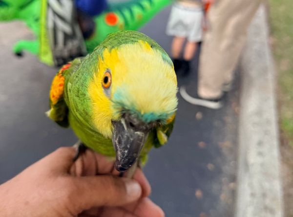 Central Florida parrot sanctuary and parrot rescue