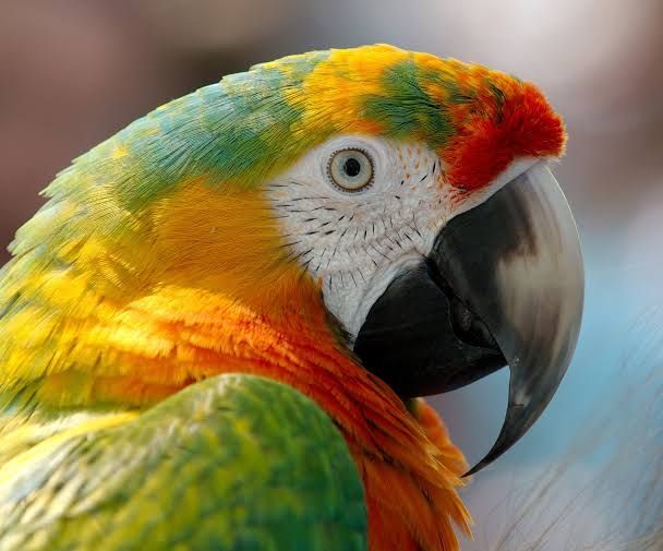 Central Florida parrot sanctuary and parrot rescue
