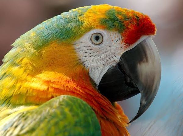 Central Florida parrot sanctuary and parrot rescue