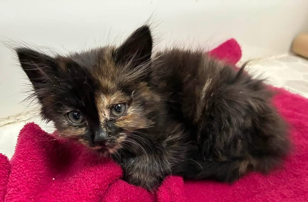 Rainbow Whiskers Kitten Rescue of MN