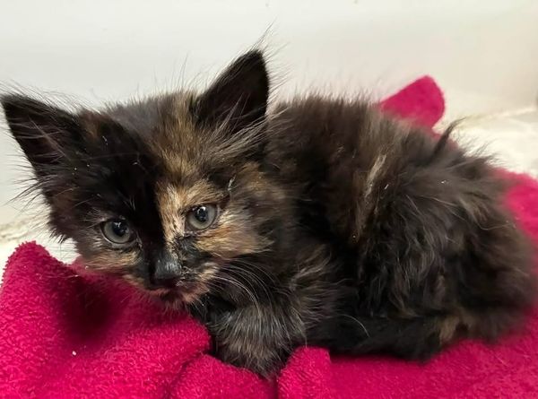 Rainbow Whiskers Kitten Rescue of MN