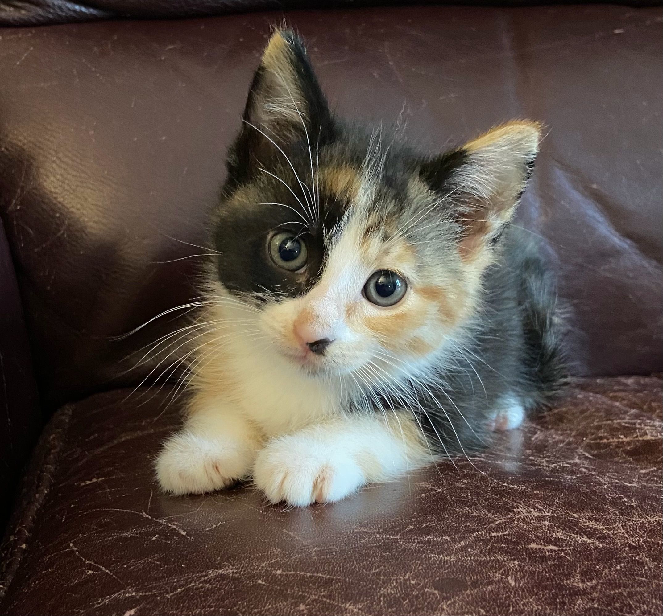 Rainbow Whiskers Kitten Rescue of MN
