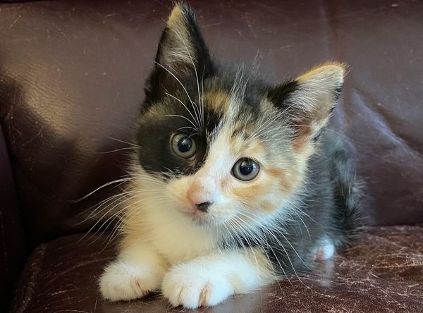 Rainbow Whiskers Kitten Rescue of MN