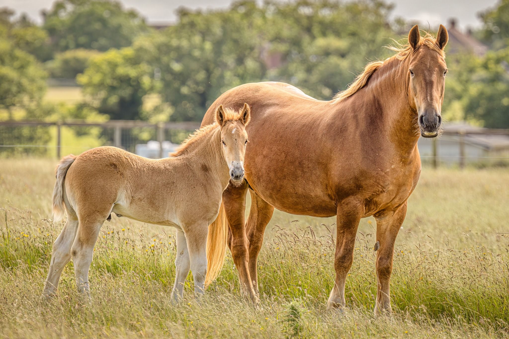 Suffolk Horse Society