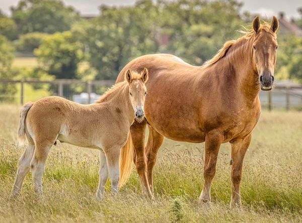 Suffolk Horse Society