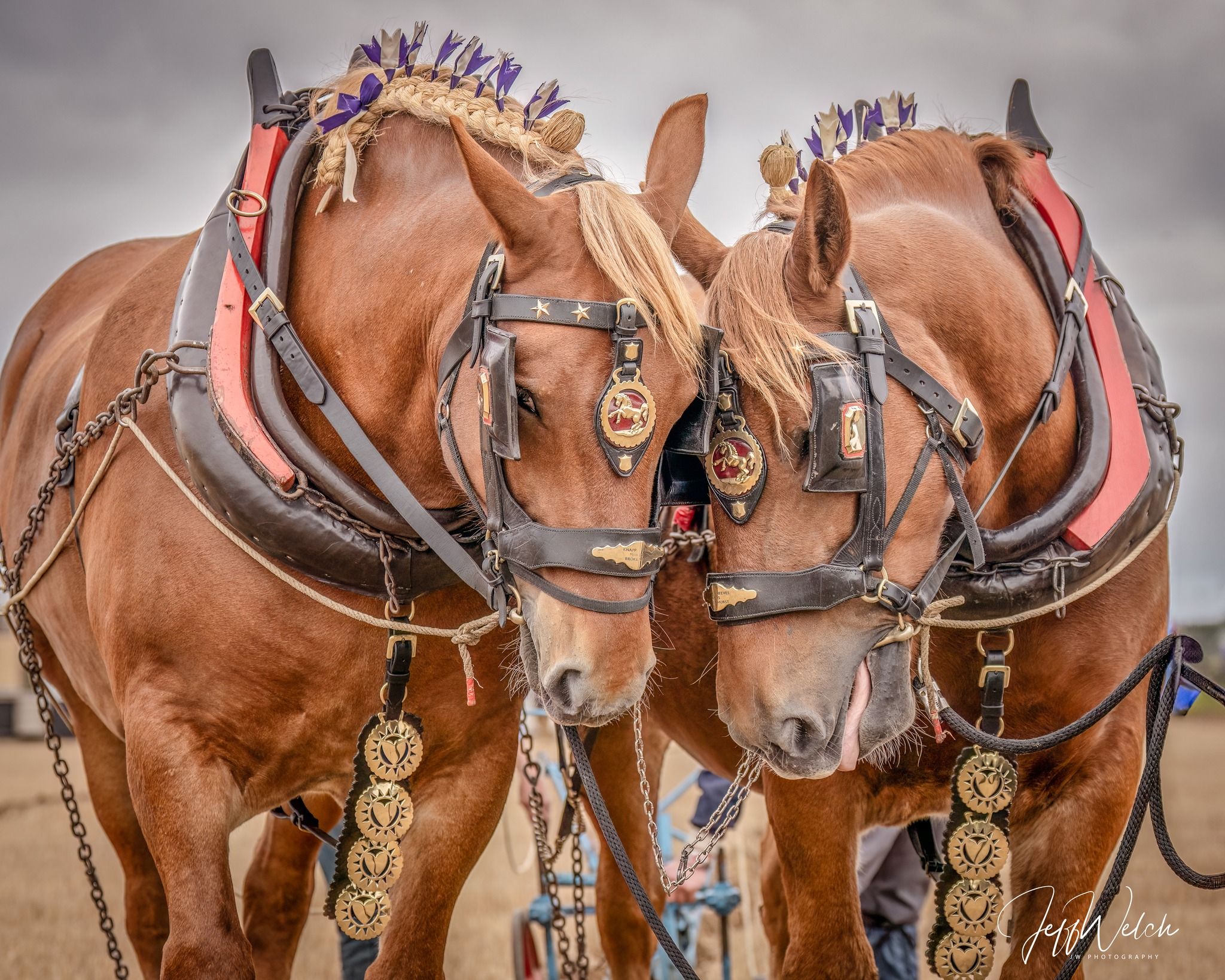 Suffolk Horse Society