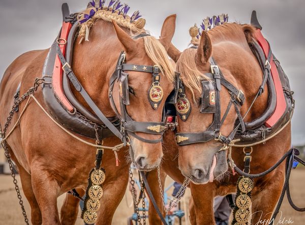 Suffolk Horse Society