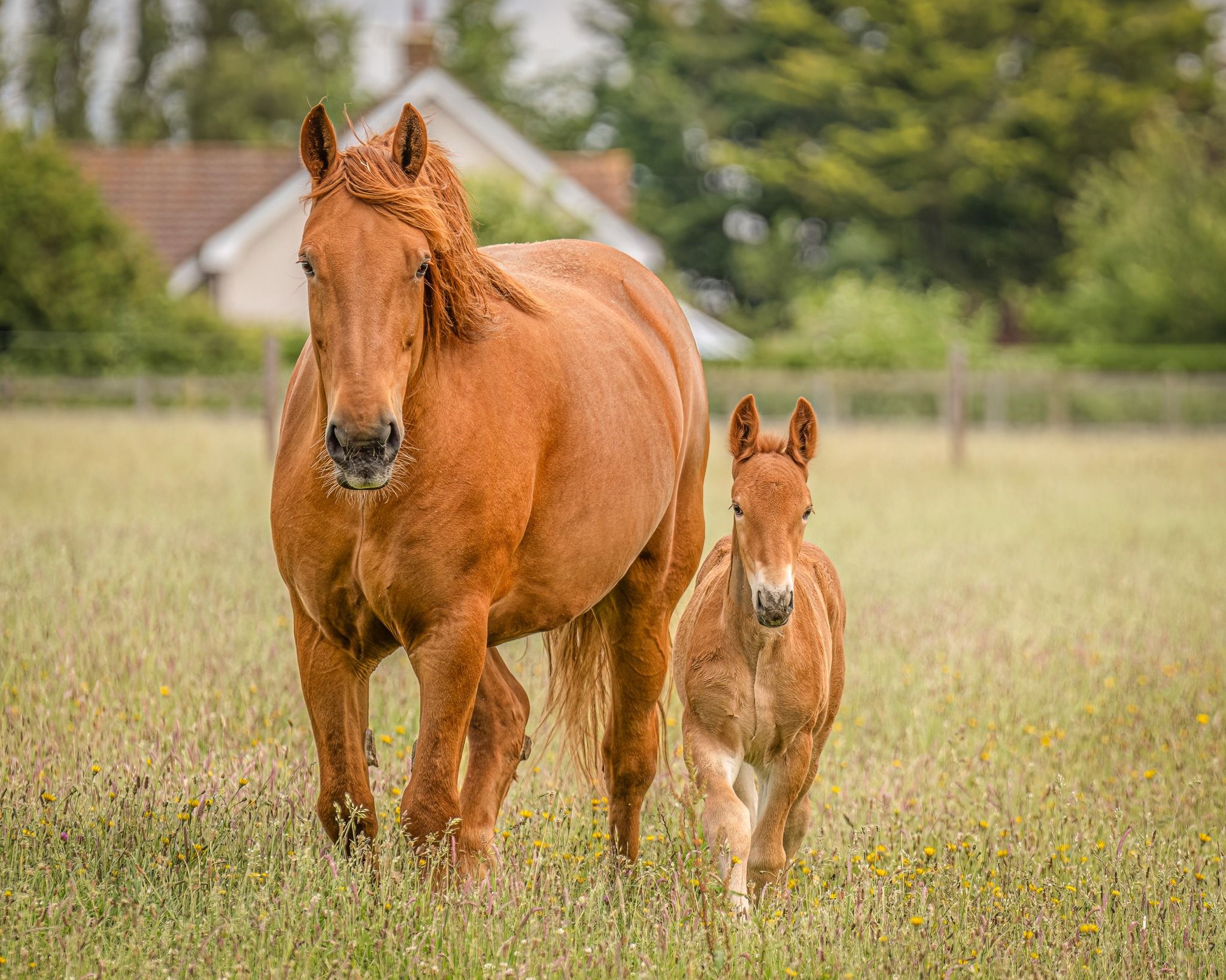 Suffolk Horse Society