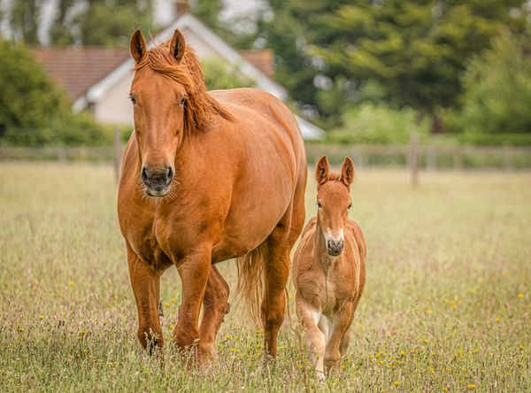 Suffolk Horse Society