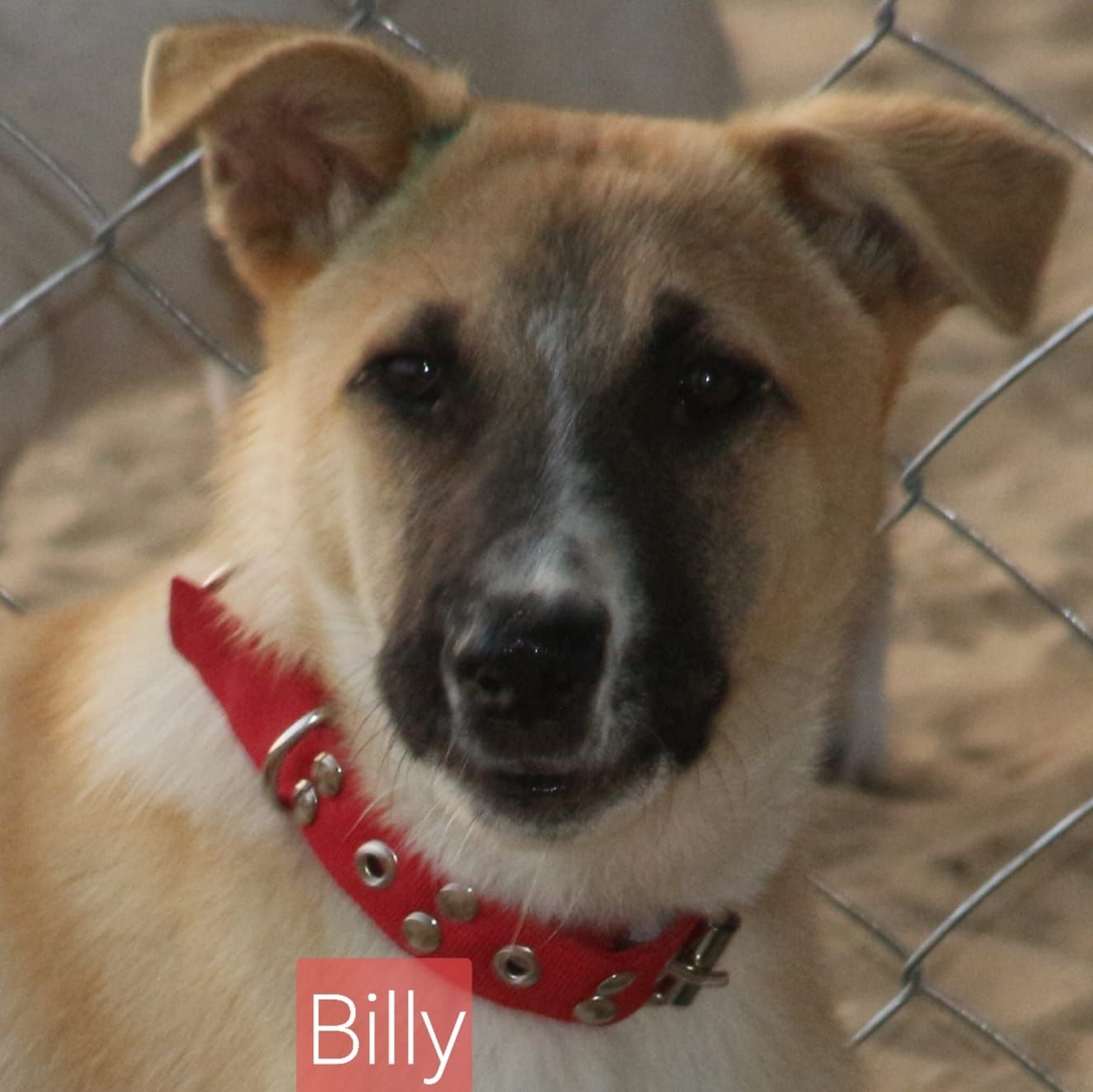 Sulala Animal Rescue