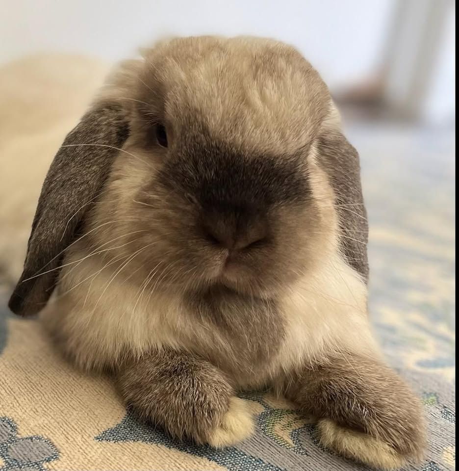 Remembering Ruby Rabbit Rescue