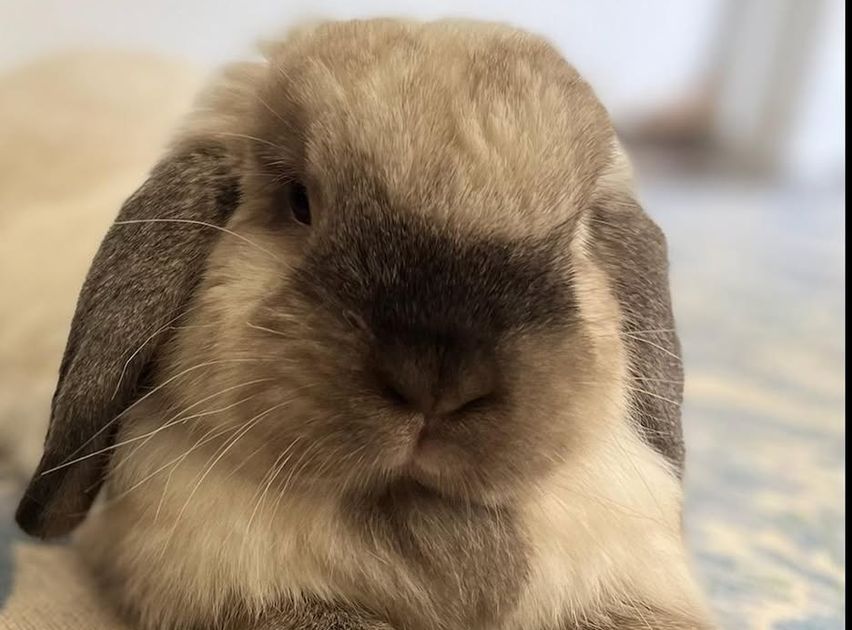 Vote for Remembering Ruby Rabbit Rescue — it's free and helps them ...