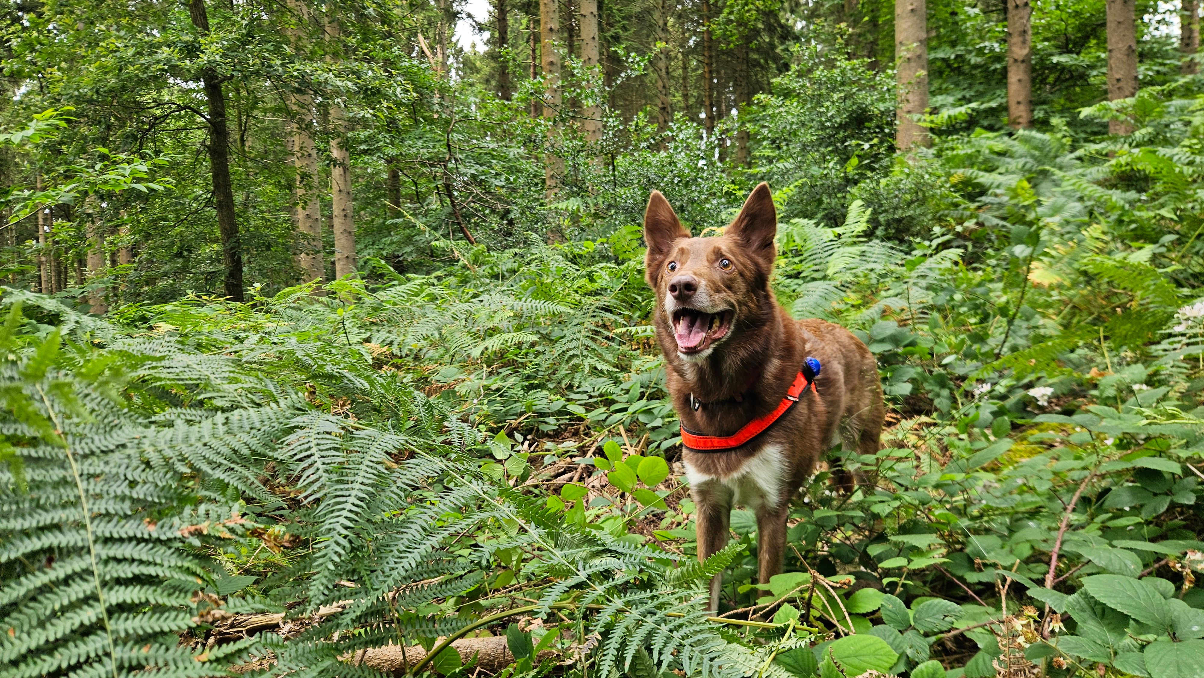 Hampshire search & rescue dogs