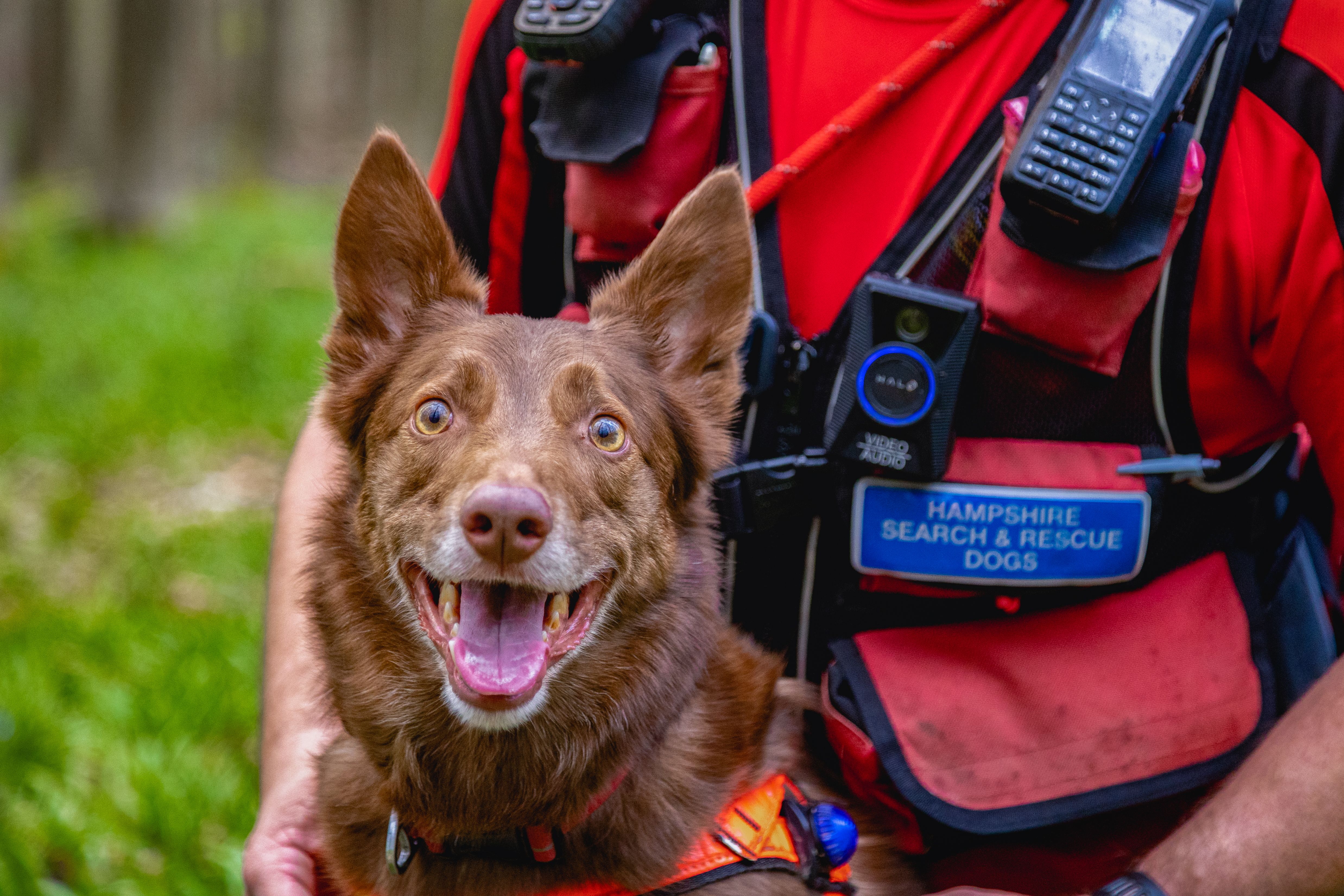 Hampshire search & rescue dogs