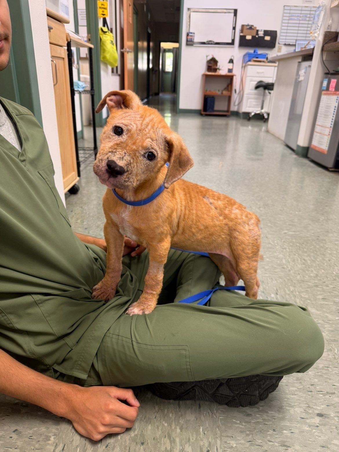 Rescue me pawsome style inc
