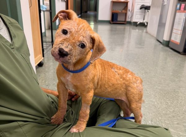 Rescue me pawsome style inc