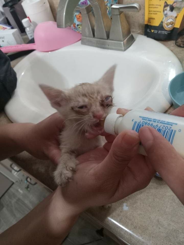 Southern counties rescue Inc