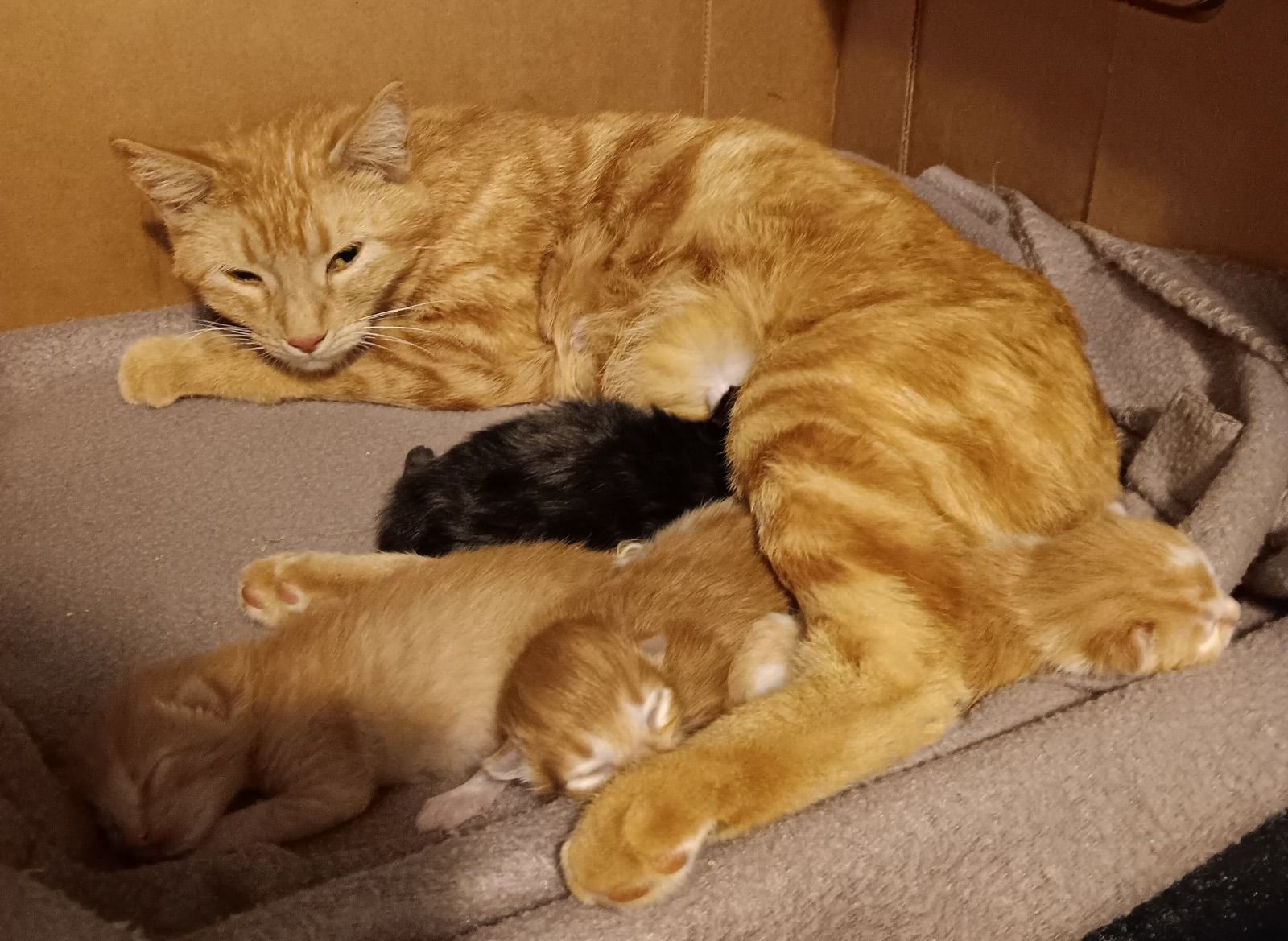 Southern counties rescue Inc