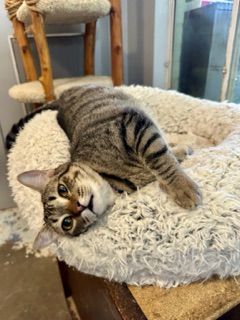 Southern counties rescue Inc