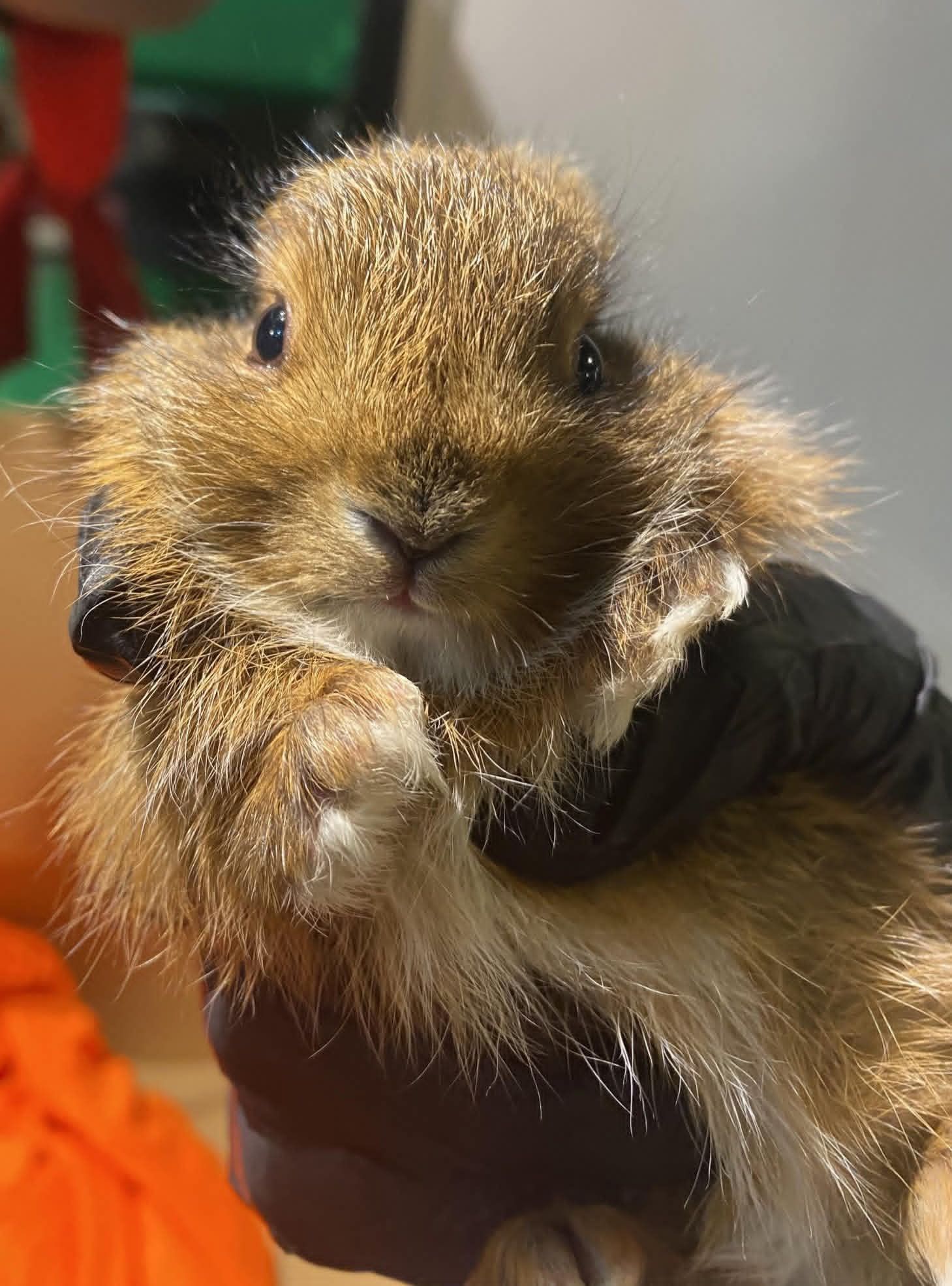 Warren Brook Wildlife Rehabilitation