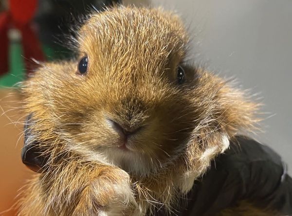 Warren Brook Wildlife Rehabilitation