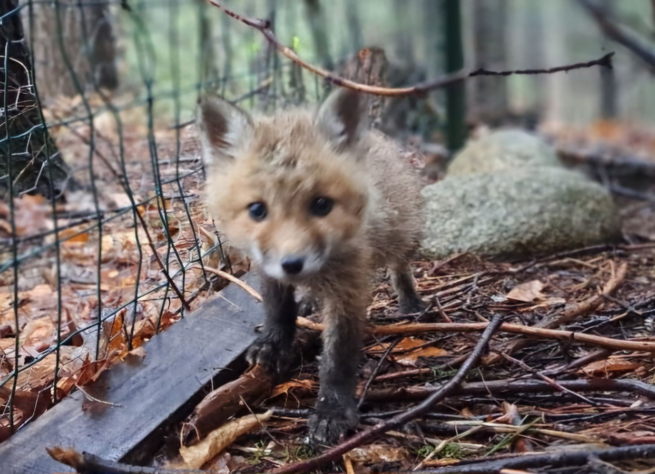 Warren Brook Wildlife Rehabilitation