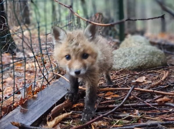 Warren Brook Wildlife Rehabilitation