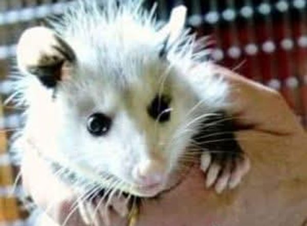 Warren Brook Wildlife Rehabilitation