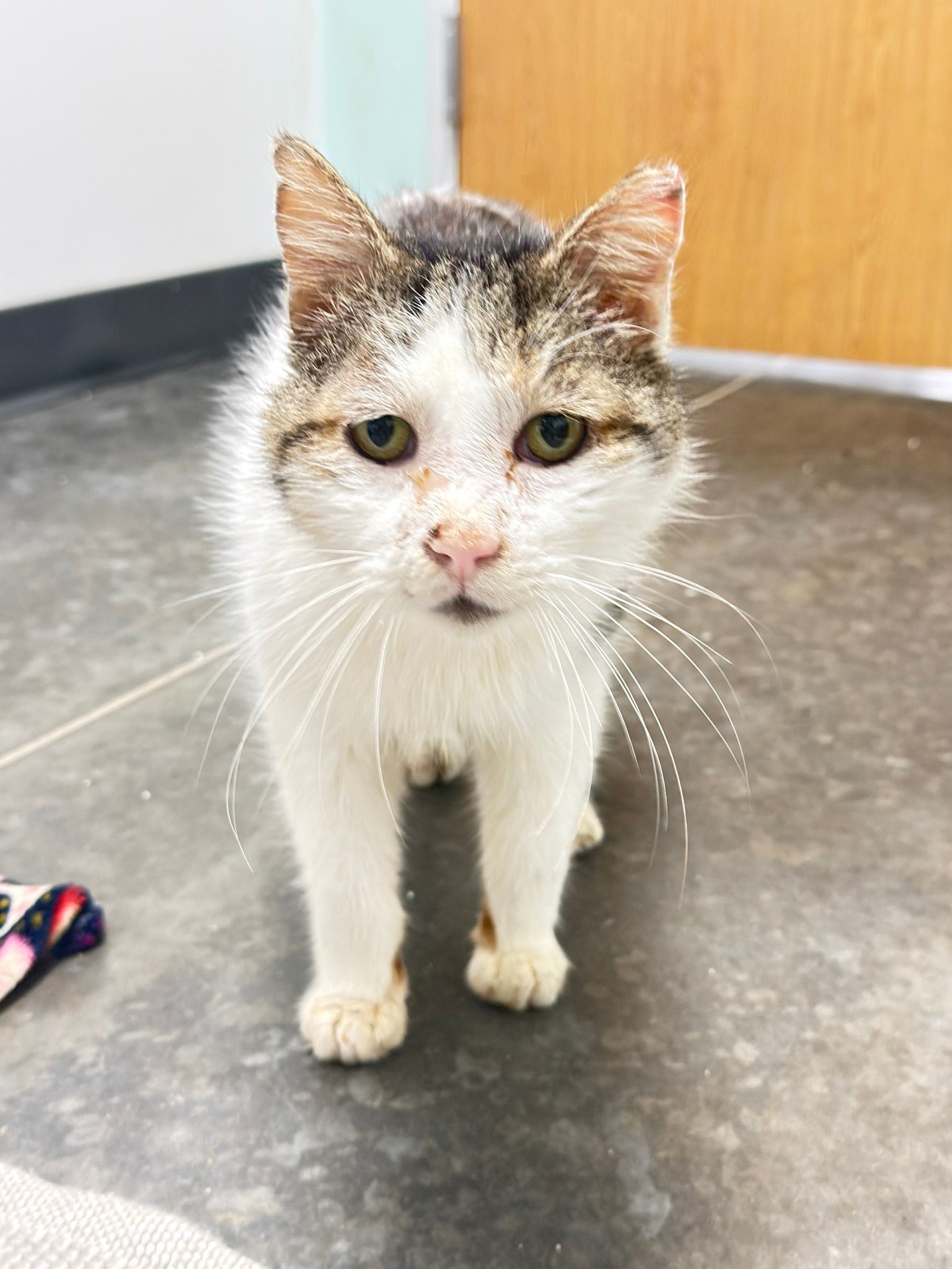 Blind Cat Rescue & Sanctuary