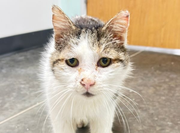 Blind Cat Rescue & Sanctuary