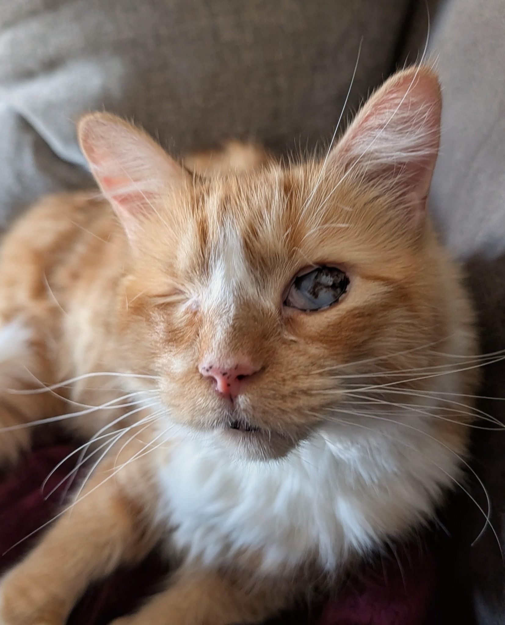 Blind Cat Rescue & Sanctuary