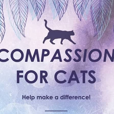 compassion for cats