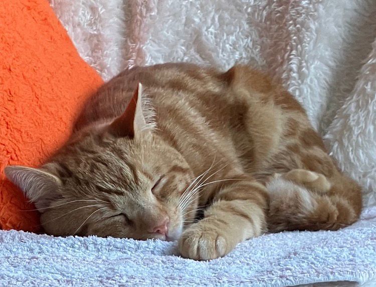 South devon cats rehoming