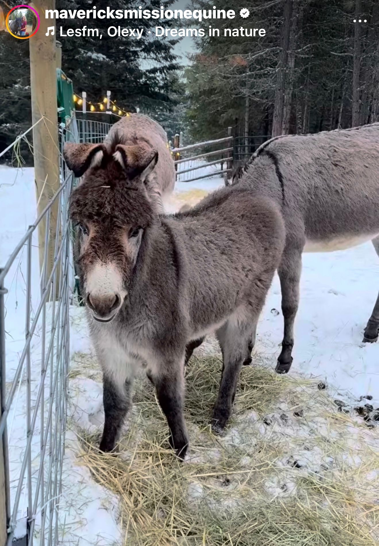 MAVERICKS MISSION EQUINE SANCTUARY