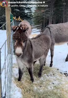 MAVERICKS MISSION EQUINE SANCTUARY