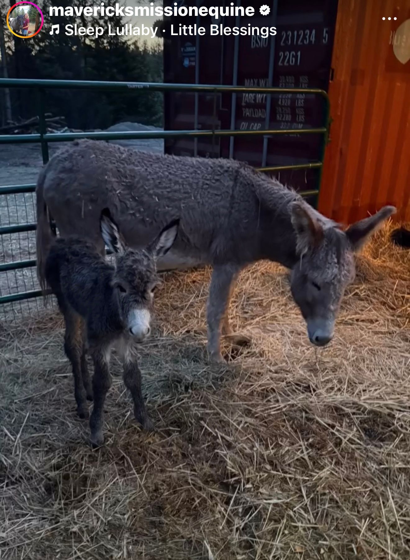 MAVERICKS MISSION EQUINE SANCTUARY