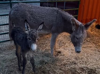 MAVERICKS MISSION EQUINE SANCTUARY